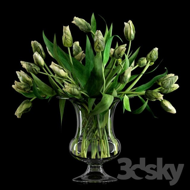 Plant Green Parrot Tulips