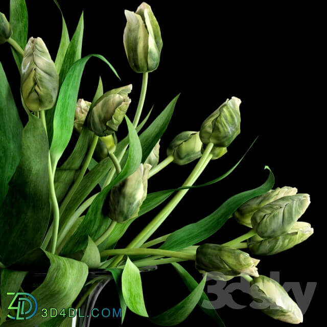 Plant Green Parrot Tulips