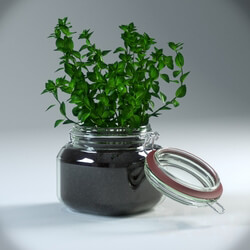 Plant Oregano Plant in pot 