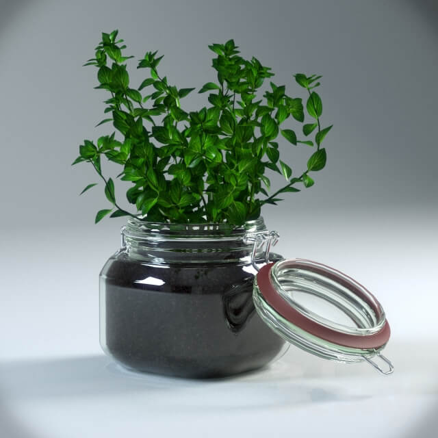 Plant Oregano Plant in pot