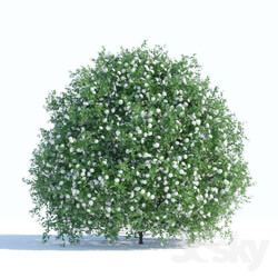 Spiraea shrub 1 Grass 3D Models 