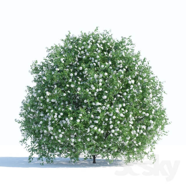 Spiraea shrub 1 Grass 3D Models