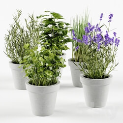 Plant Herbs in concrete pots 