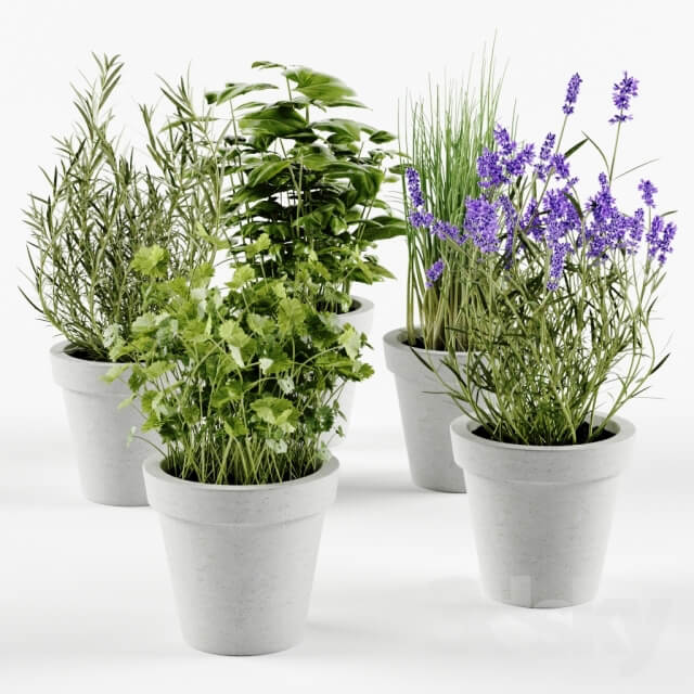 Plant Herbs in concrete pots