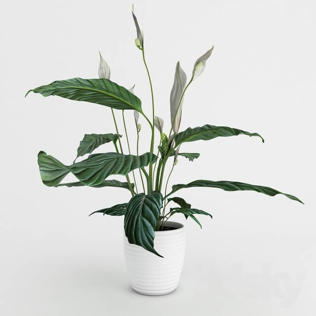 Plant Spathiphyllum