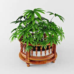 plant 3D Models 