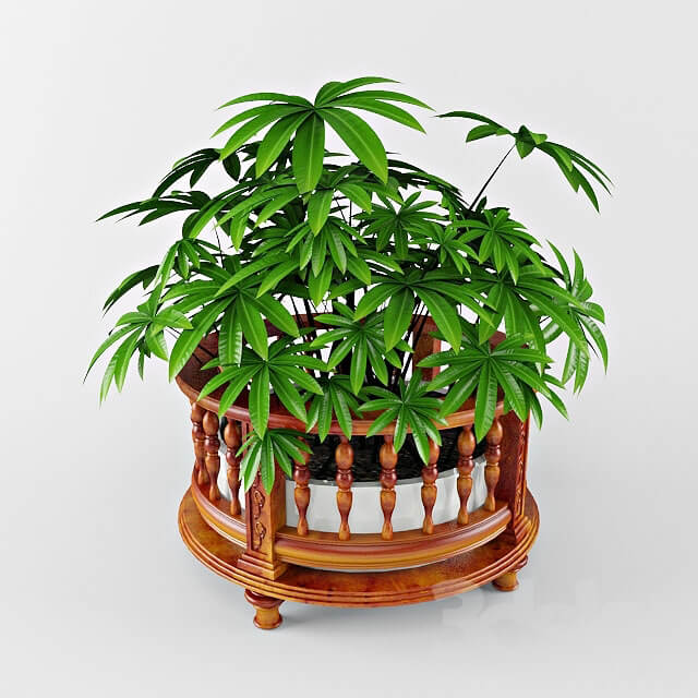 plant 3D Models