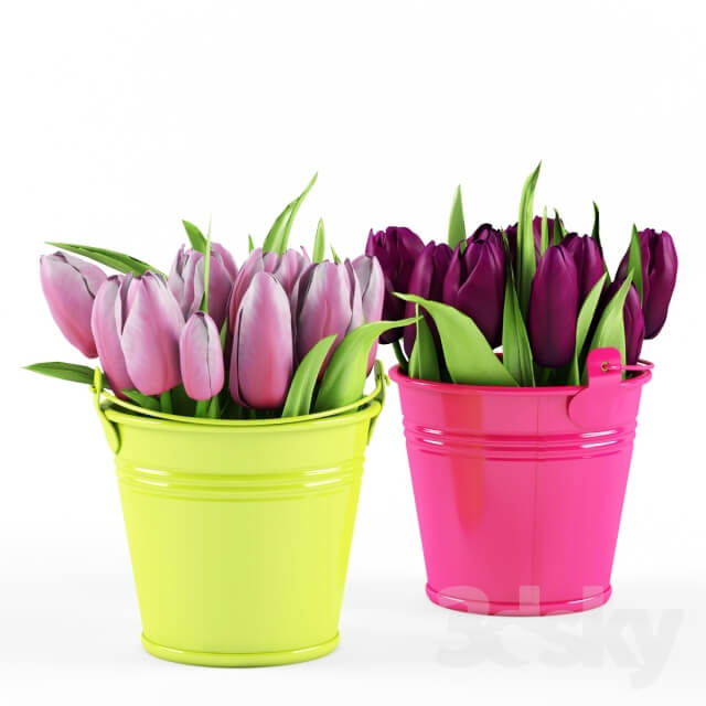 Plant Tulips
