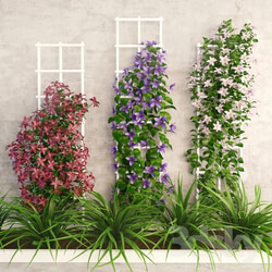 Plant Wall flowers 
