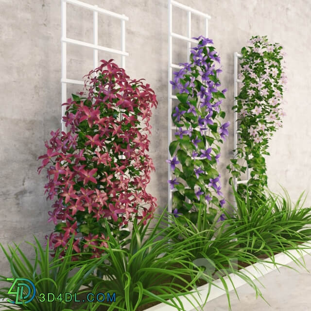 Plant Wall flowers