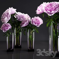 Peonies 3D Models 