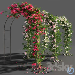 Roses Outdoor 3D Models 