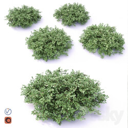 Cotoneaster 3D Models 