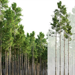 Pine trees 3D Models 