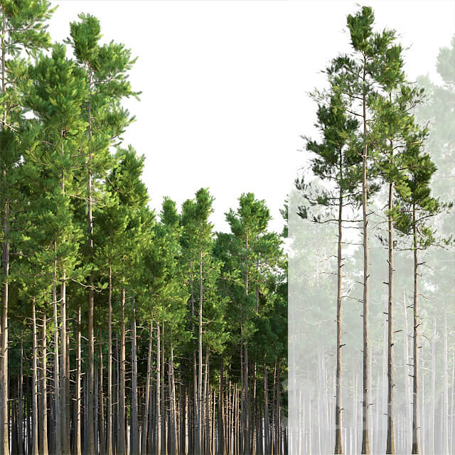 Pine trees 3D Models