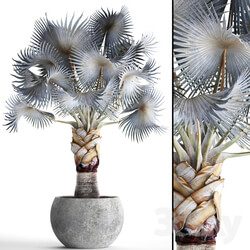 Palm Bismarckia nobilis Blue. fan palm brachea bismarckia palm tree in a vase pot decorative outdoor blue palm concrete Indoor 3D Models 