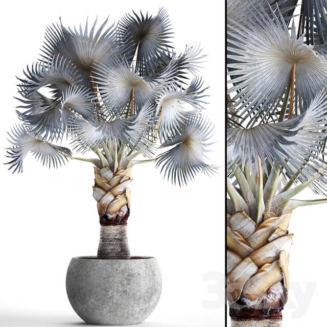 Palm Bismarckia nobilis Blue. fan palm brachea bismarckia palm tree in a vase pot decorative outdoor blue palm concrete Indoor 3D Models