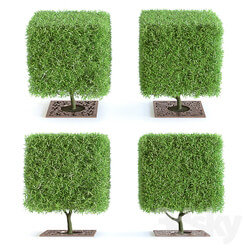 Willow brittle with decorative gratings Tree 3D Models 