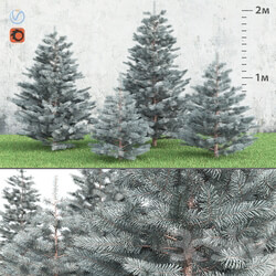 Spruce 3D Models 