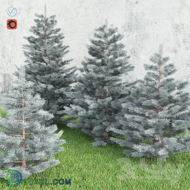 Spruce 3D Models