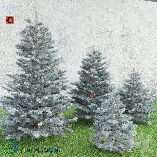 Spruce 3D Models