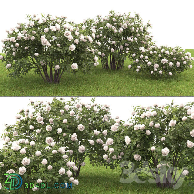 Rose 3D Models