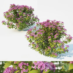Plant Spirea Japonica 2 sizes 
