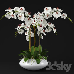 Plant Orchid 11 