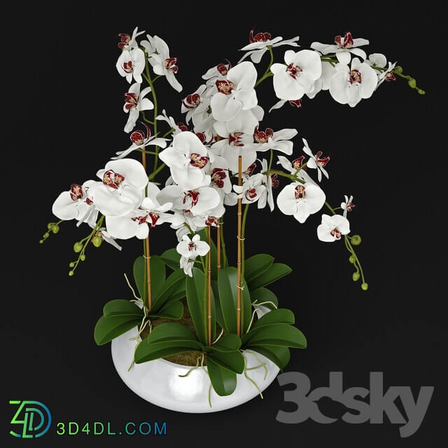 Plant Orchid 11