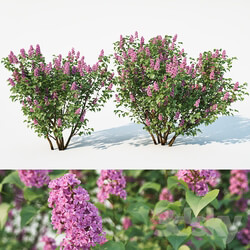 Lilac Syringa vulgaris. 2 sizes 3D Models 