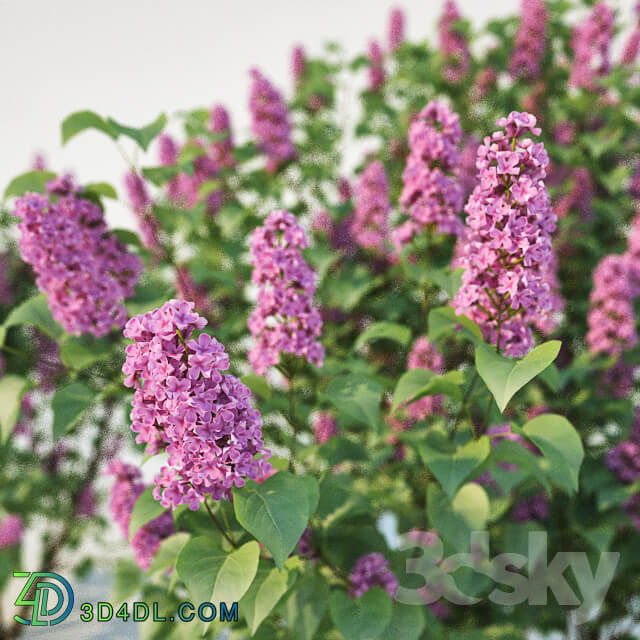 Lilac Syringa vulgaris. 2 sizes 3D Models