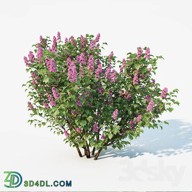 Lilac Syringa vulgaris. 2 sizes 3D Models