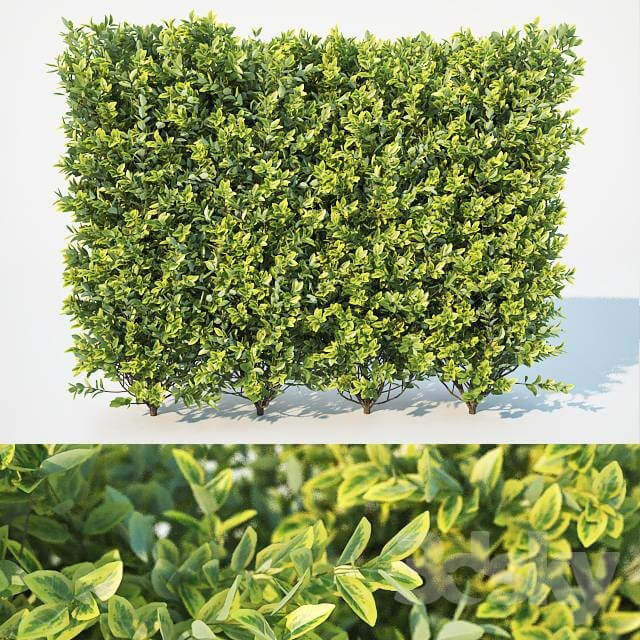 Ligustrum ovalifolium modular hedge. Large 3D Models