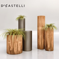 Plant Decastelli Cohiba 