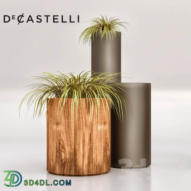 Plant Decastelli Cohiba