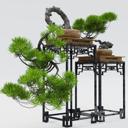 Plant Semi bonsai 