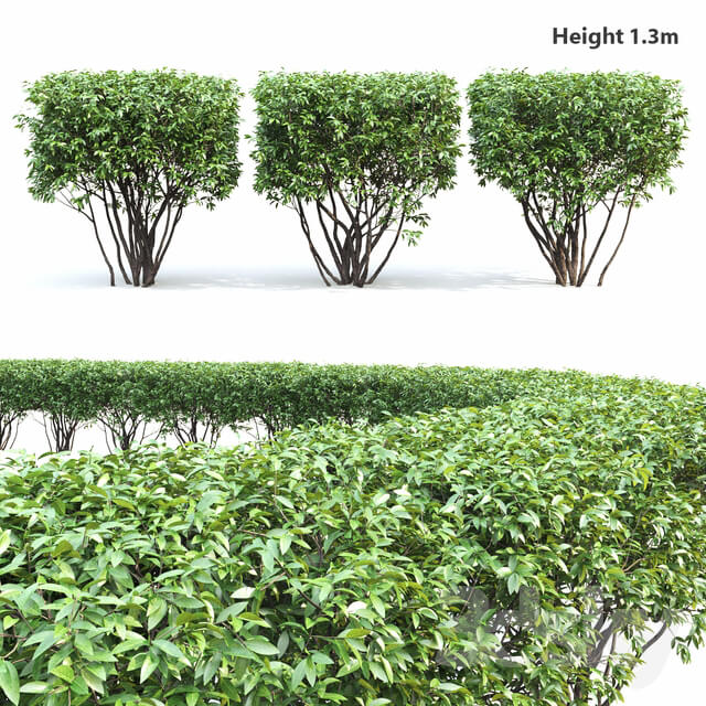 Plant Birucina Ligustrum hedgerow 2