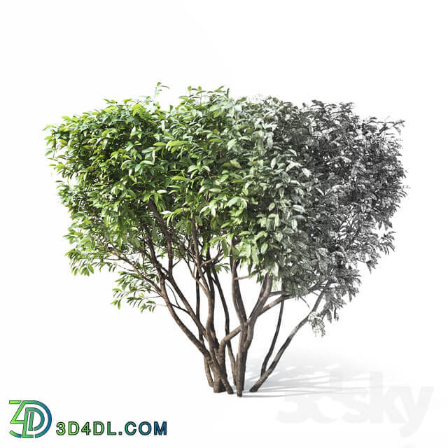 Plant Birucina Ligustrum hedgerow 2