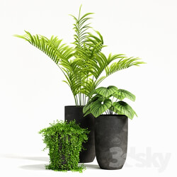 plants set 03 3D Models 