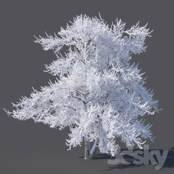 Winter tree 6 meters 3D Models 