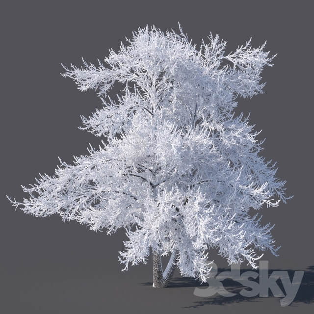 Winter tree 6 meters 3D Models