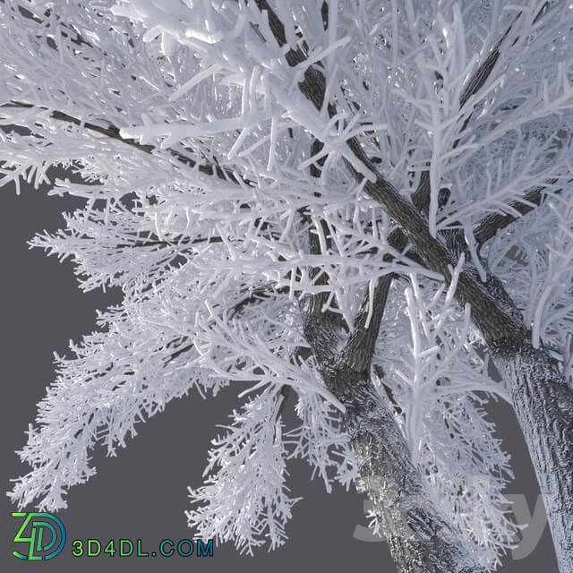 Winter tree 6 meters 3D Models