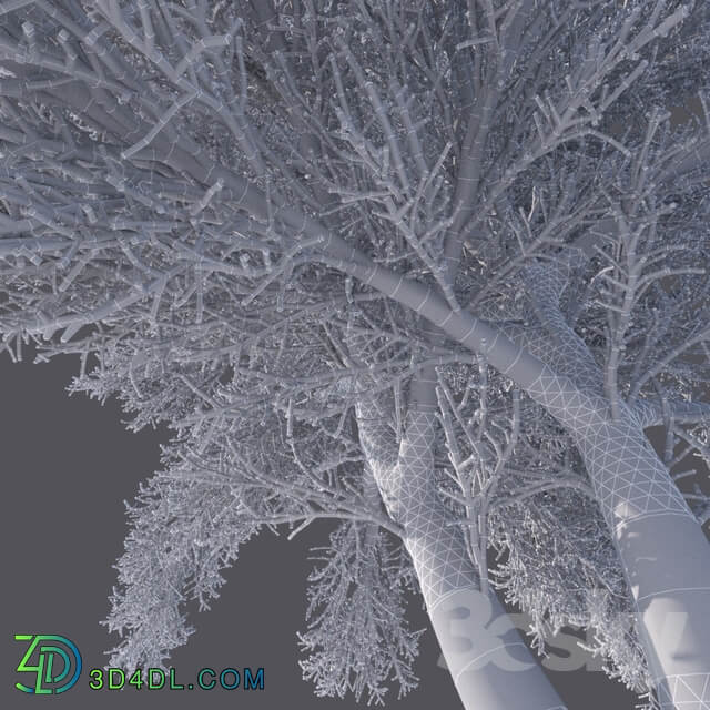 Winter tree 6 meters 3D Models