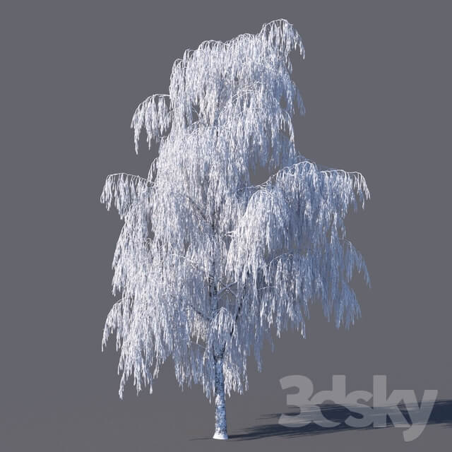 Plant Winter birch 15 meters 