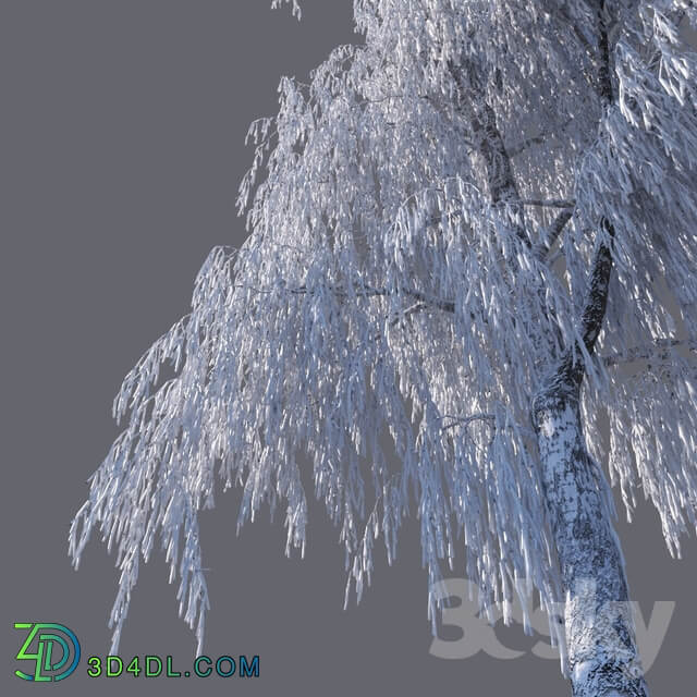 Plant Winter birch 15 meters 