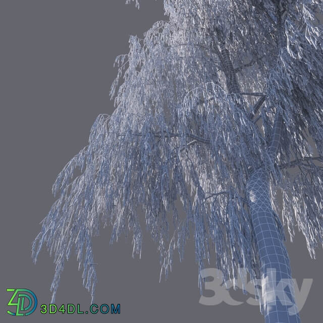 Plant Winter birch 15 meters 