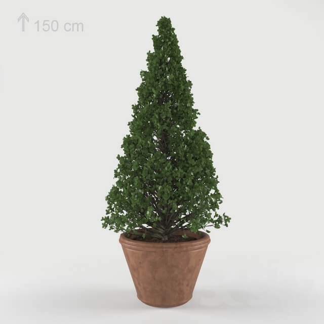 Plant boxwood bush