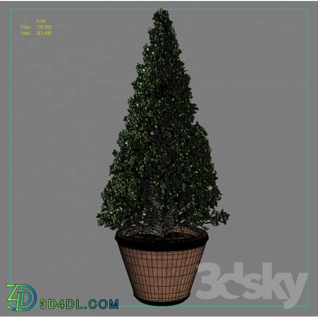 Plant boxwood bush