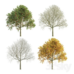 Apple Tree 5 Seasons 3D Models 