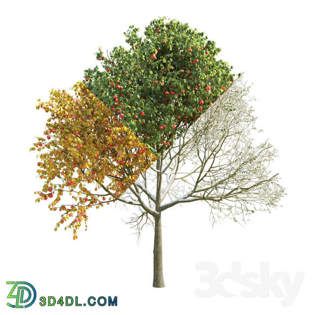 Apple Tree 5 Seasons 3D Models